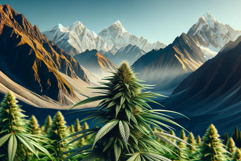 Cannabis Indica with a mountainous backdrop.