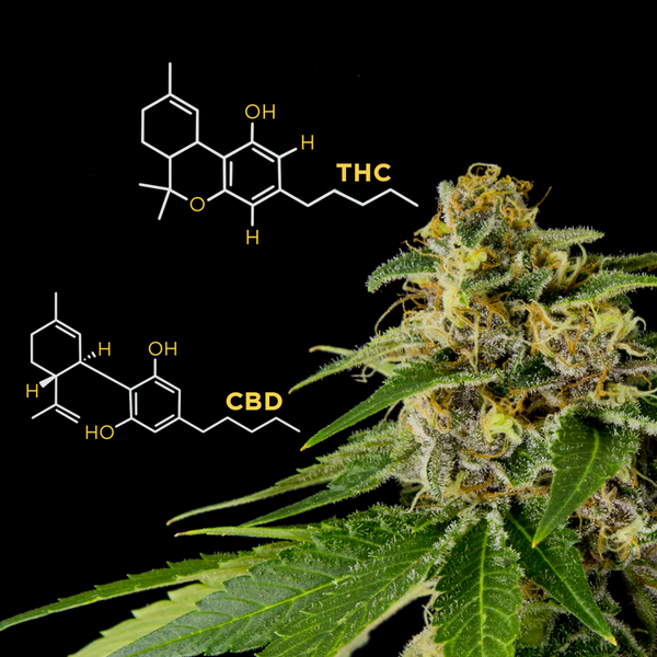 Terpenes and entourage effect