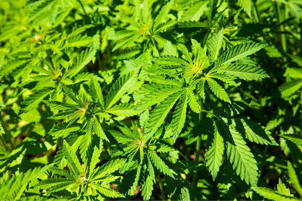 Dense green Cannabis Indica field in sunlight.