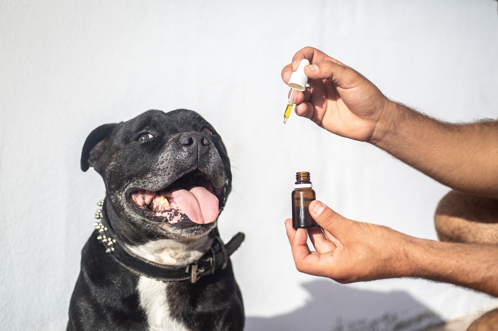 Medical Cannabis in Pets