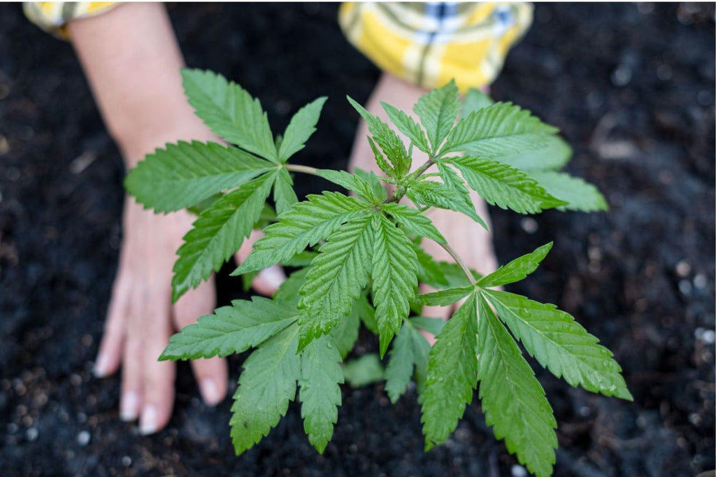 Hands nurturing young Cannabis Indica plant in soil.