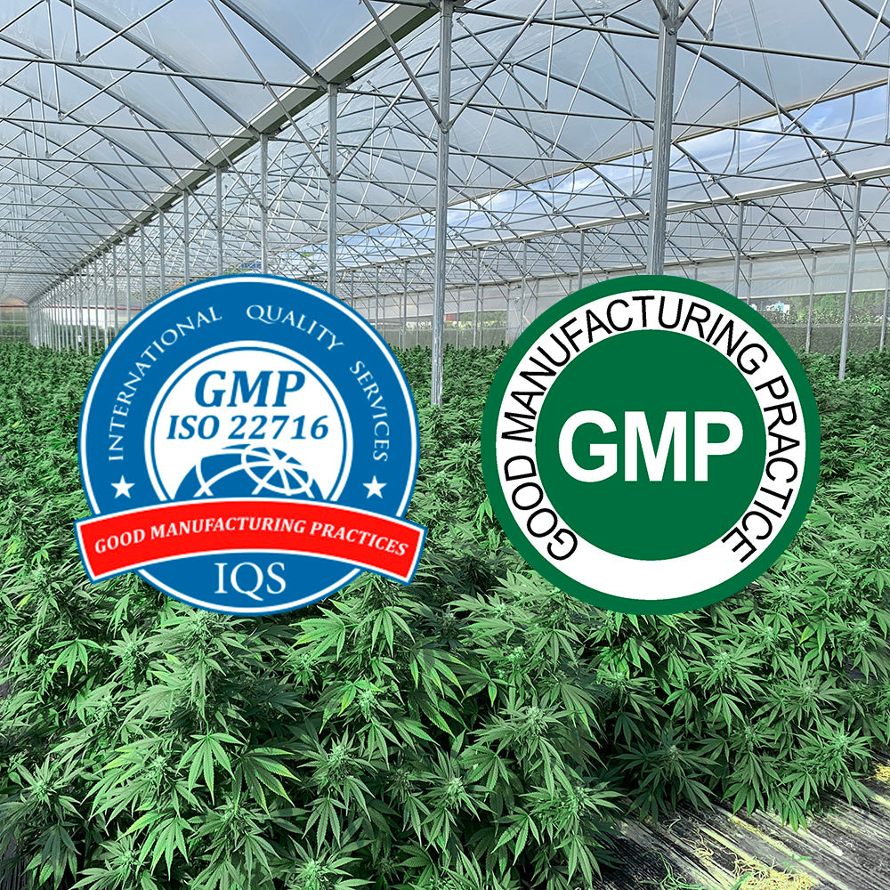 GMP certification