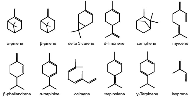 terpenele în canabis