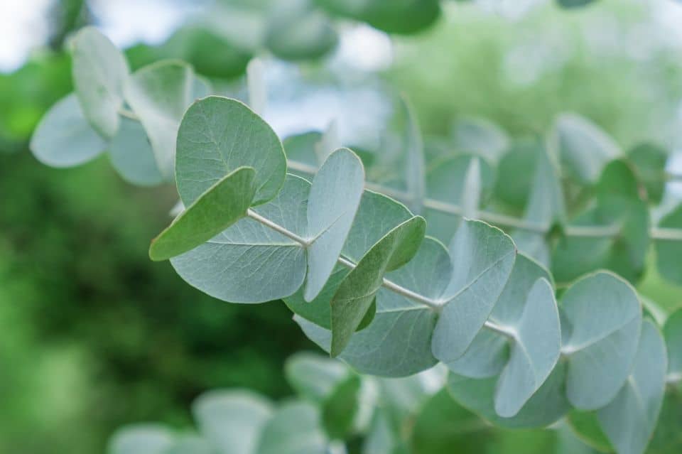 Eucalyptols unverwechselbares Aroma in frischem Blattwerk