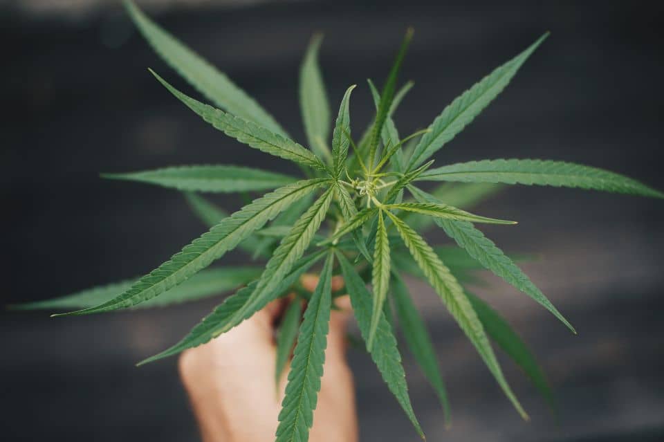 Cannabinoid-Pflanze wird von Hand vor dunklem Hintergrund gehalten