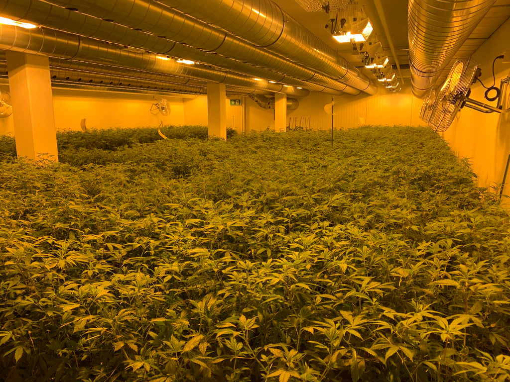 What is cannabis cultivation?