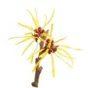 Witch Hazel - Natural Skin Care Ingredient