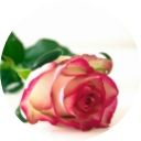 Rose Flower - Natural Skin Care Ingredient