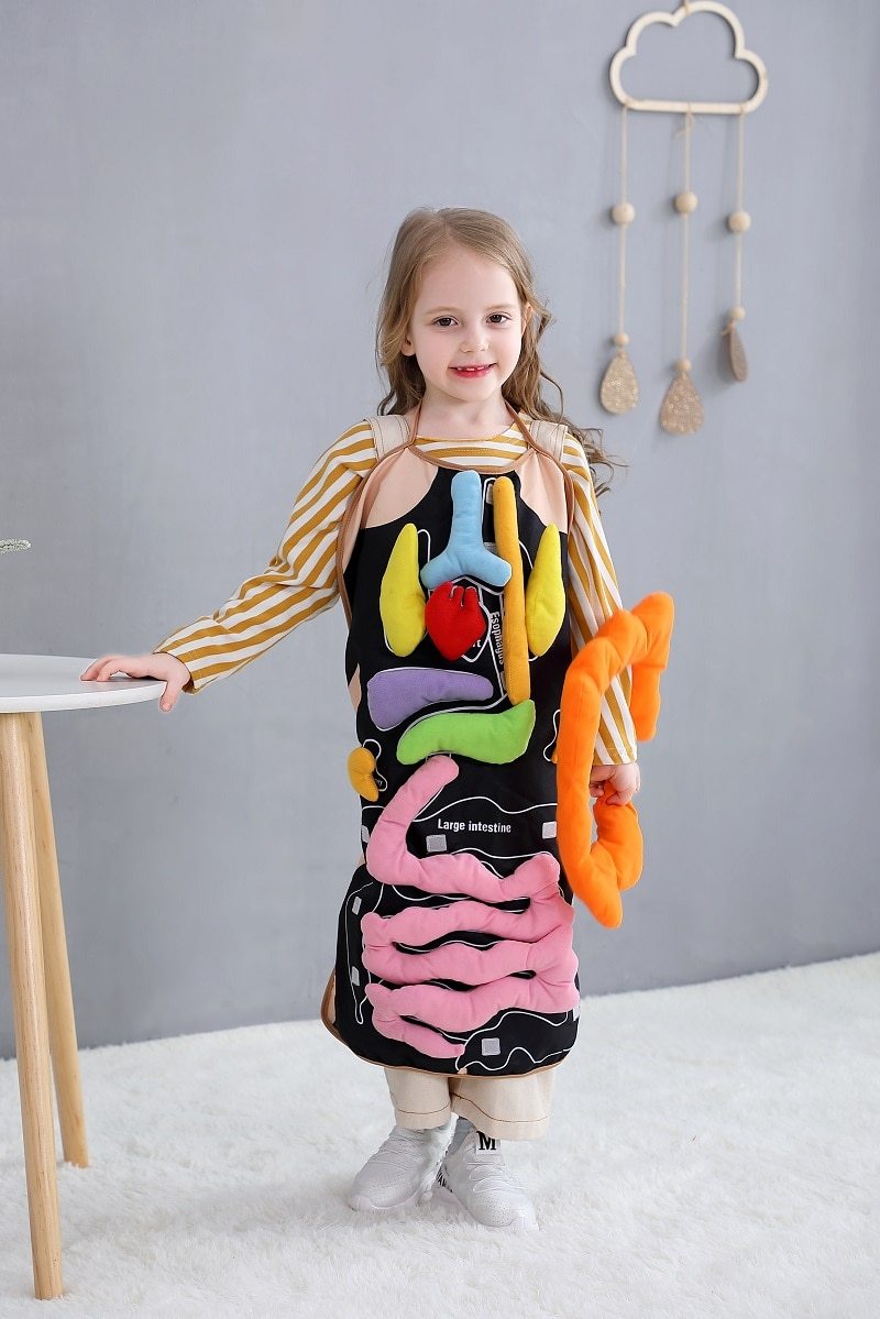 kids anatomy apron