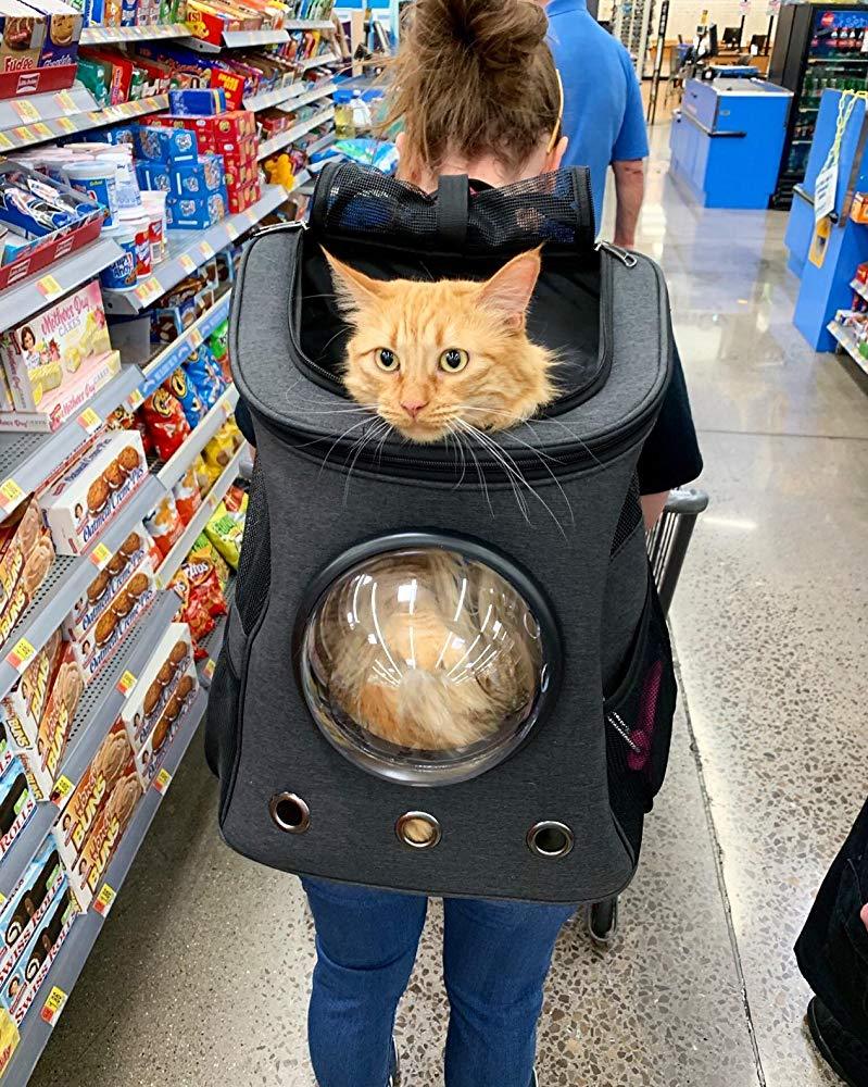 cat backpack with dome window