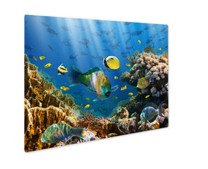 Metal Panel Print, Coral And Fish