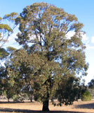Eucalyptus sideroxylon rosea TUBESTOCK