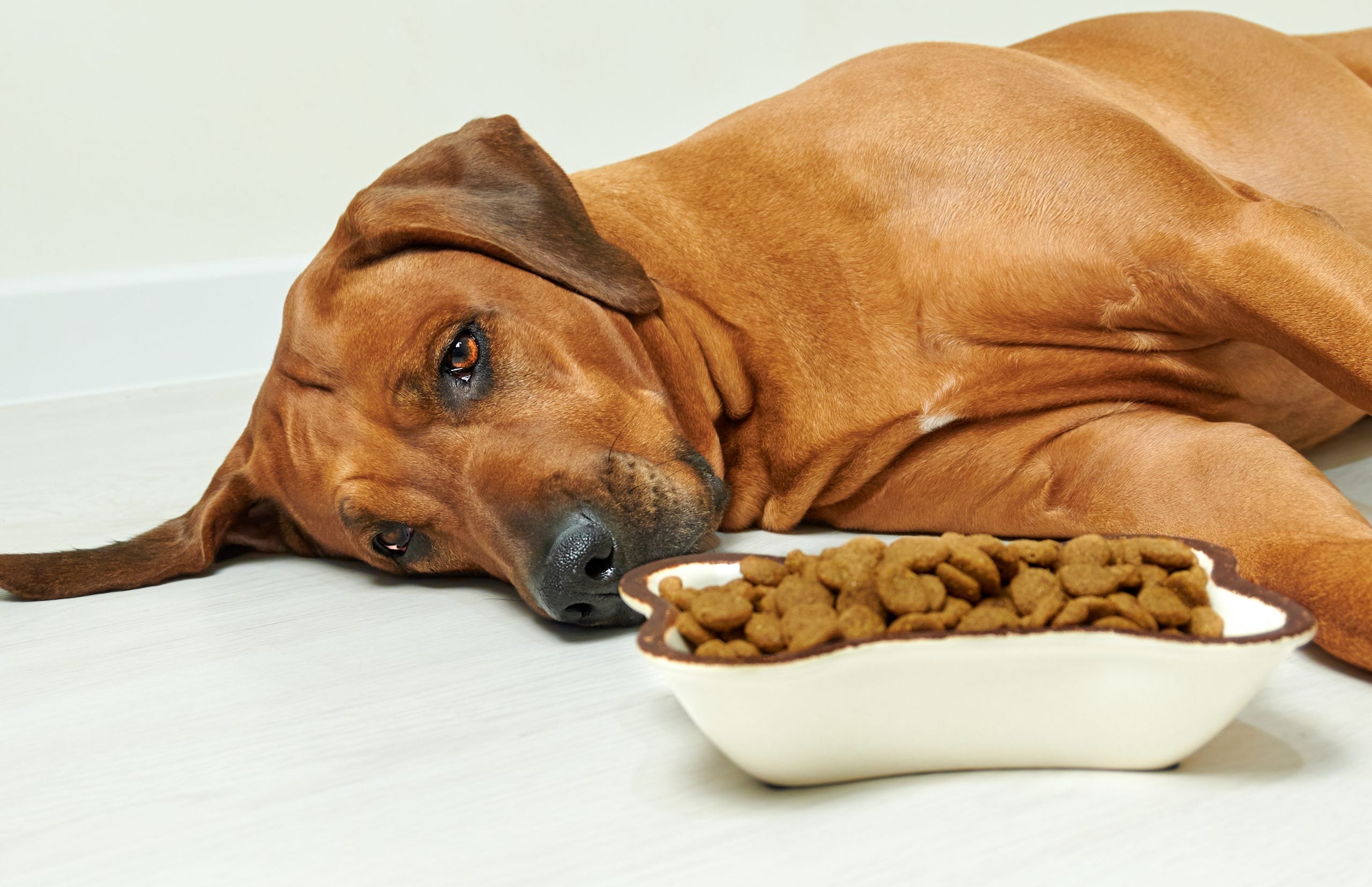 When Can Dogs Stop Eating Puppy Food