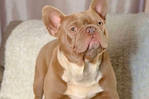 A chocolate coat color is very rare in French bulldogs