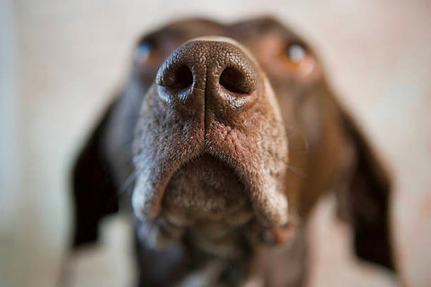A dog's nostrils should have a wide-enough passageway for efficient respiration