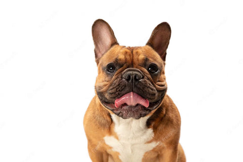 A fawn-colored French bulldog sticking its tongue out