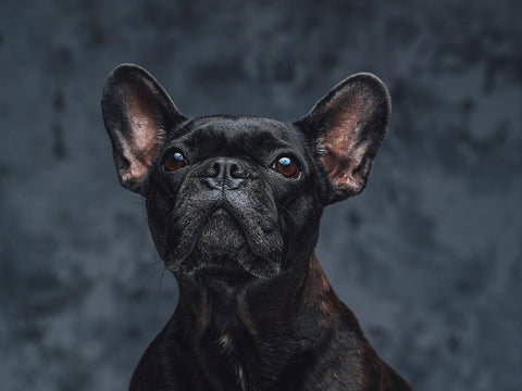 A pure black French bulldog is rare