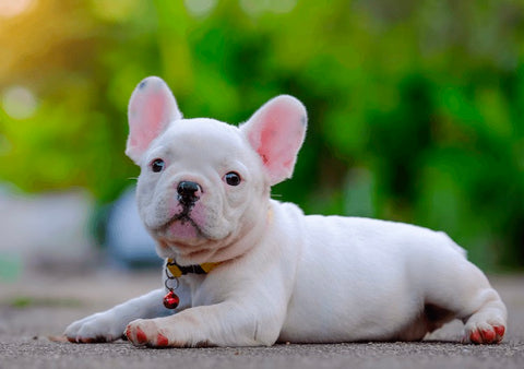 A pure white French bulldog is uncommon