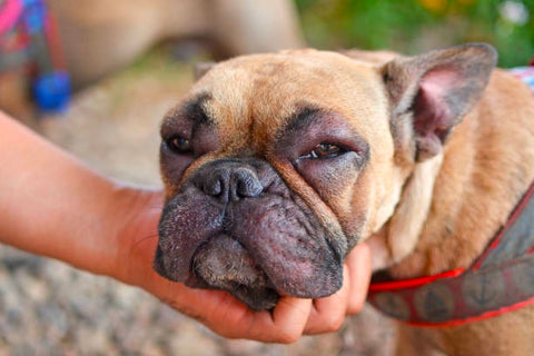 Allergies of French bulldog may come from several factors such as food, environment and genetics