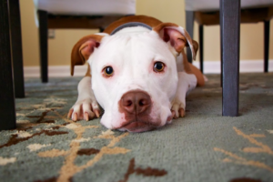 American Pit Bull Terrier