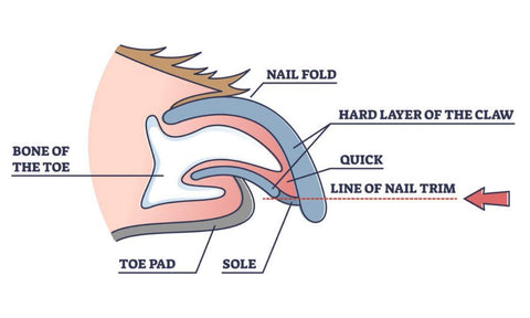 dogs toenail anatomy