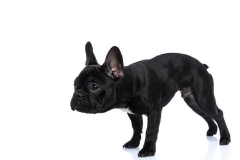 Arching of the back may be a sign of IVDD in French bulldogs