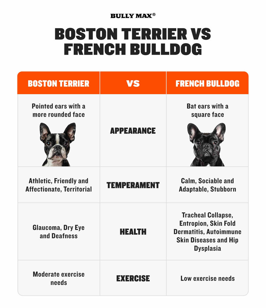 Boston Terrier vs French Bulldog infographic