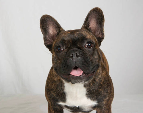 Brindle French bulldogs usually are double-coated