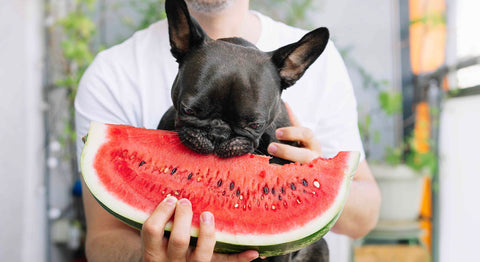 Dog Eating Watermelon