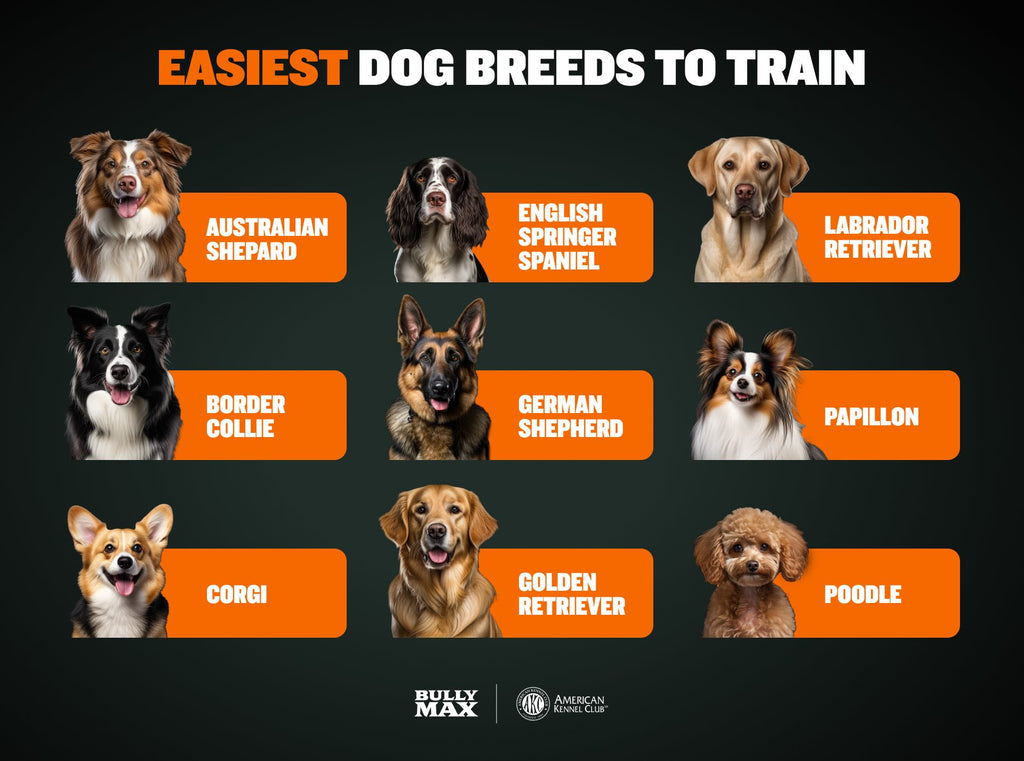 easiest dog breeds to train