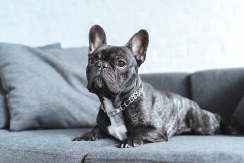 French Bulldog Personality Traits. French bulldogs are known for their calm and quiet nature