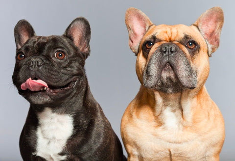 French Bulldog Personality Traits - They are friendly with other dogs