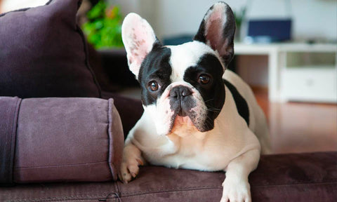 French bulldogs are suitable for apartment living