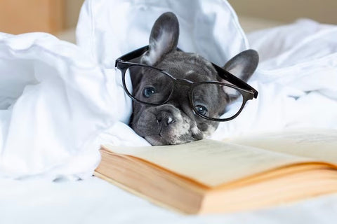 French bulldogs have incredible adaptive and social intelligence
