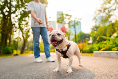 French bulldogs love spending time with its family