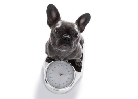 French bulldogs weigh only less than 28 pounds