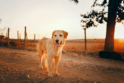 Golden Retriever Is One Of The Best Service Dogs