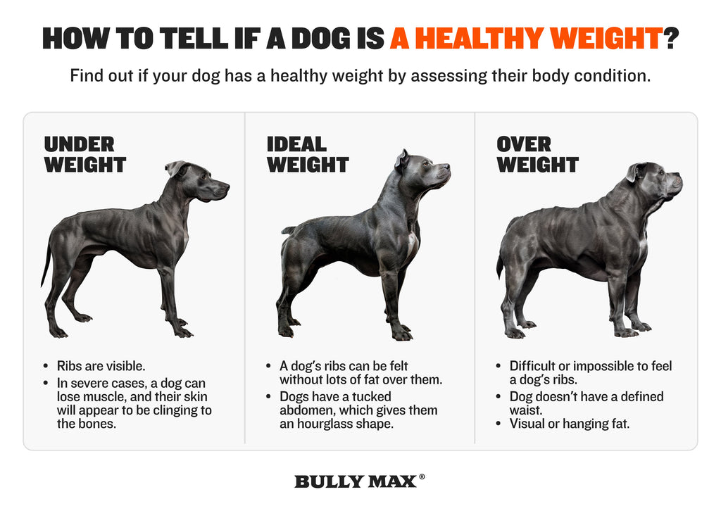 HOW TO TELL IF A DOG IS A HEALTHY WEIGHT?