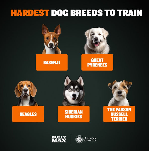 hardest dog breeds to train