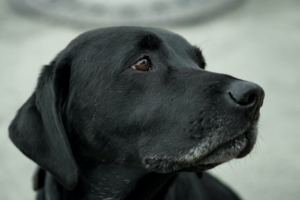 labrador retriever