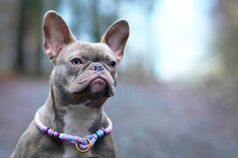 Lilac is a very rare coat color in French bulldogs