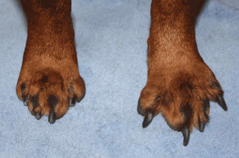 overgrown nail causes Orthopedic Problems in dogs