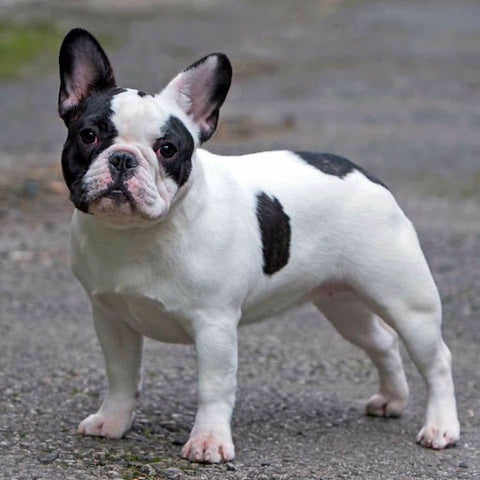 Pied is a common coat color of French bulldogs