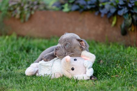 Buying a Pit Bull Puppy