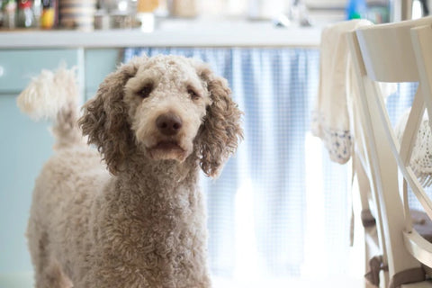 poodle is excellent support dog