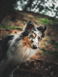 Shetland Sheepdog