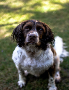 springer spaniel