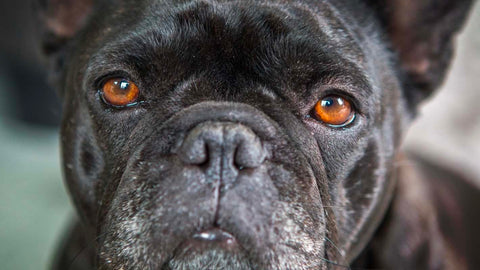Stenotic nares or constricted nostrils make breathing difficult for brachycephalic breeds like French bulldogs