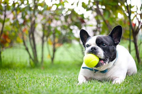 Toys like balls encourage French bulldogs to play and exercise