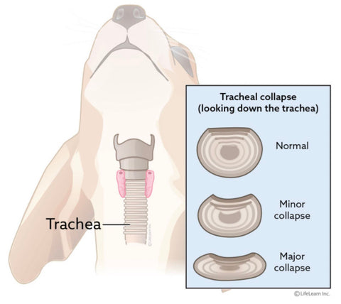 Tracheal collapse is a breathing disorder fairly common in French bulldogs